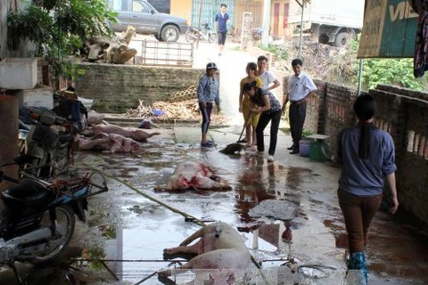 Ho Chi Minh City to clear out substandard slaughterhouses