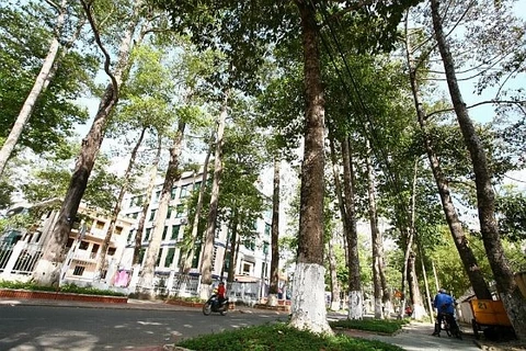  Old trees in Tra Vinh threatened: researchers