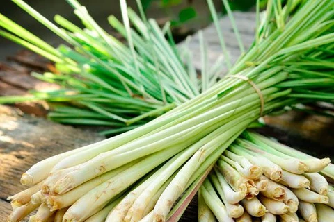 Delta farmers make profit from lemongrass