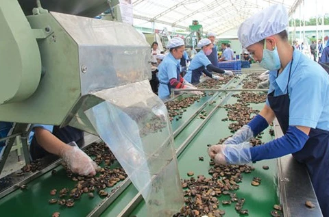Vietnam to import 450,000 tonnes of raw cashew nut