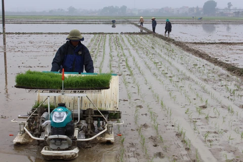 Experts: technology road map urgent for Vietnam’s rice