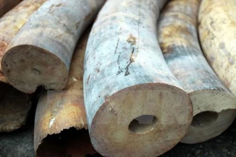 Hanoi: large amount of elephant tusks found