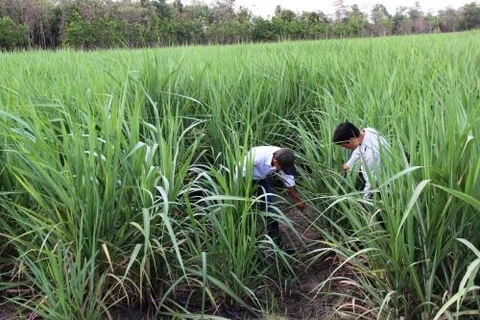Yields of sugarcane declines in 2015-16 season