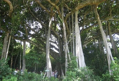 Ancient banyan tree lures visitors to Quang Ngai