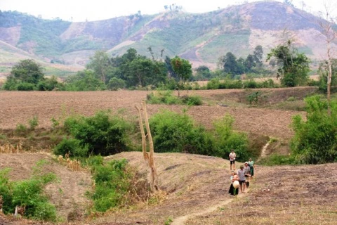 Central Highlands up efforts to prevent soil degradation 