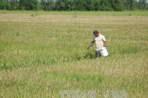 Mekong Delta rice yields fall on diseases 