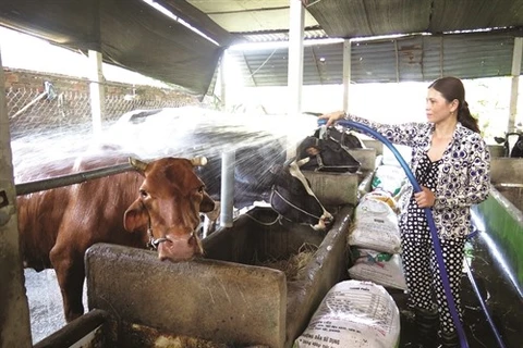 HCM City dairy farmers encouraged to breed oxen 