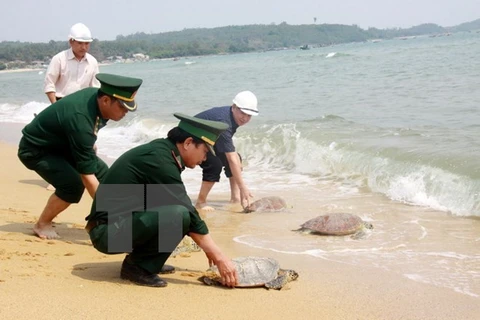 Tay Ninh seizes 66 turtles smuggled from Cambodia