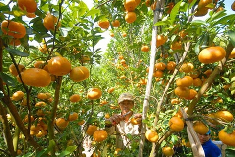 Nghe An develops large-scale citrus fruit growing areas 