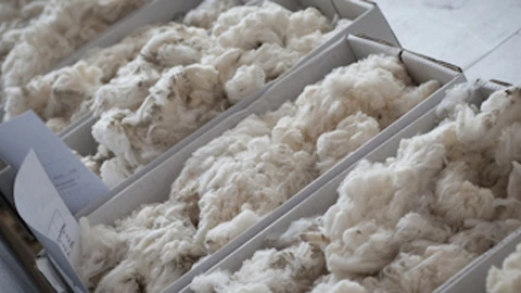  Australia, Vietnam increase cooperation in wool sector