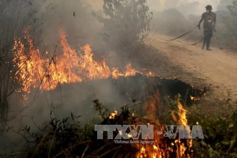 Indonesia needs three years to end forest fires
