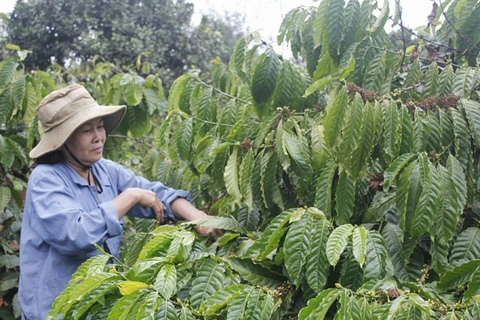 Coffee sector aims to increase added value