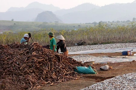 Vietnam’s ethanol industry faces crisis