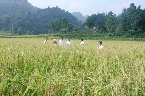 Bac Kan announces its sticky rice trademark