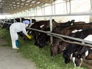 Soc Trang eyes poverty reduction from raising dairy cows