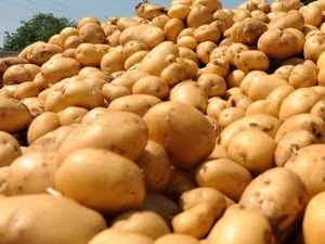 New Zealand to ship potatoes to Vietnam