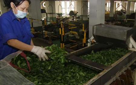  Vietnamese tea exports decrease 