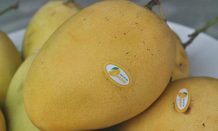 Vietnam to export Cat Chu mangoes to Japan 
