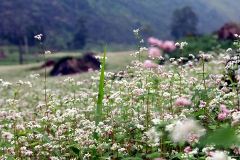 Tam giac mach flower impresses tourists