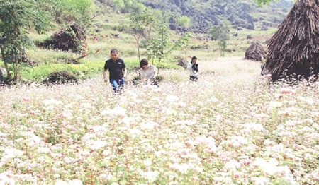 Buckwheat buds spur tourism 