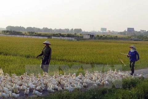 A/H5N6 avian flu virus found in Nam Dinh 
