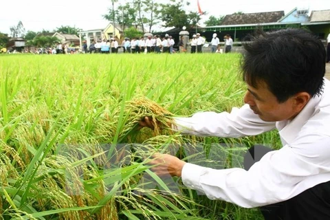 Vietnam cuts rice cultivation by 100,000 hectares in 2016 