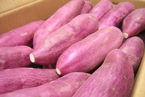 Singapore: Sweet potatoes grown in Vietnam are safe 