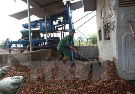 Laos: Coffee exports continue to fall 