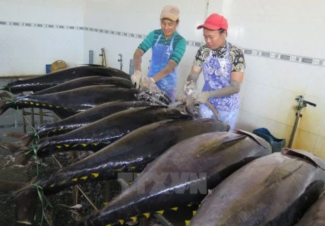 Binh Dinh : Fishermen gain big tuna catch 