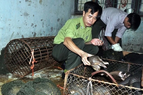 Hung Yen discovers smuggling case of pangolins 