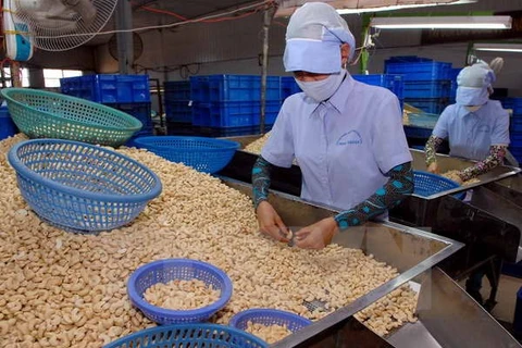 Vietnam's cashew exports surge in January 