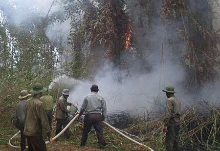 U Minh Ha forest faces fire threat as drought continues 