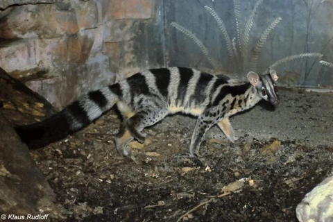Rare civet finds home in Cuc Phuong national park 