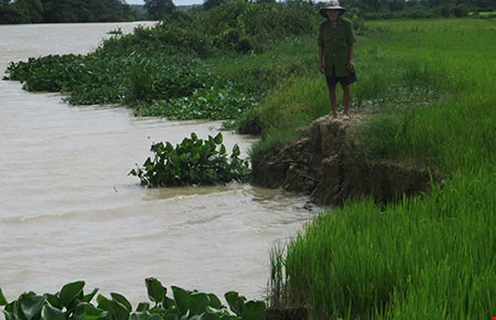 Long An: About 840 households vulnerable to riverside erosion