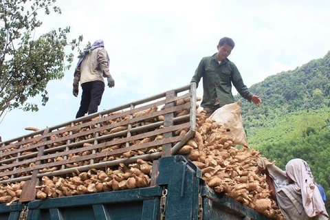 Cassava exports fall with China demand