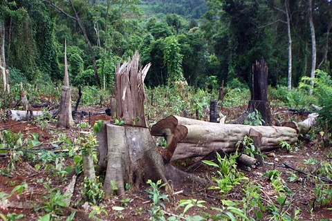 Ministry aims to restore, develop protect forests