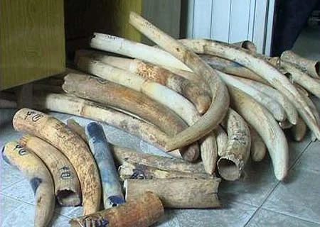 Thailand shows clear stance on ivory trade elimination