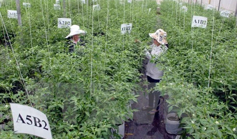 Vietnam-Japan agricultural cooperation to thrive