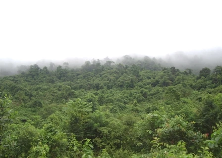 Thua Thien – Hue: 110 billion VND for protective forest development