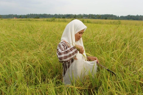 Malaysia spends over 500 mln USD annually to support rice farming