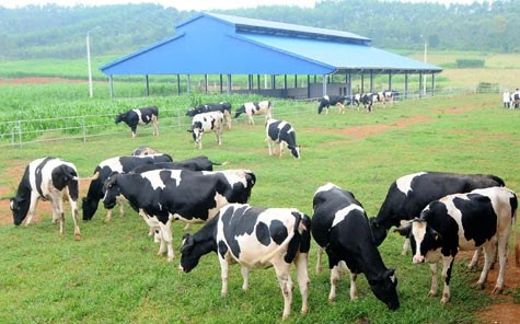 HCM City’s dairy sector to boost competitiveness 
