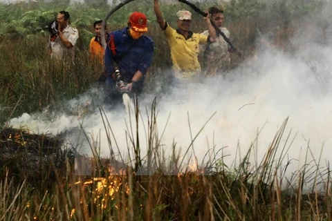 Indonesia works to restore environment after fires