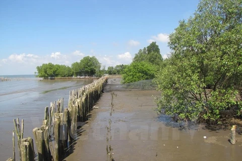 Mangrove forests protect Mekong crops 