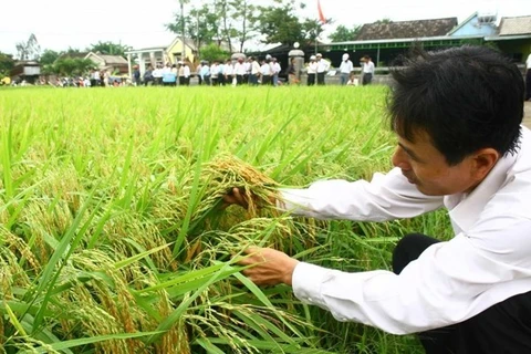 FPT, Fujitsu launch ‘smart' agriculture 