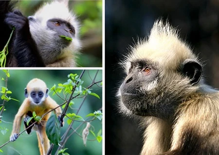 Several primate species teeter toward extinction