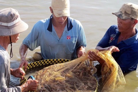Ca Mau sees 20 pct drop in seafood export