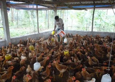Chicken breeders suffer losses amid price drops