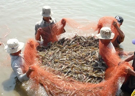 Shrimp farming in Vietnam: the search for sustainability 