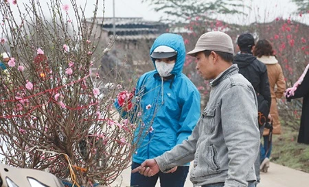 Hanoi: Tet peach trees begin to bloom
