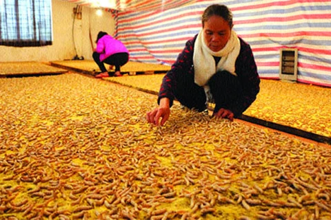 Silkworms ‘trained' to weave blankets
